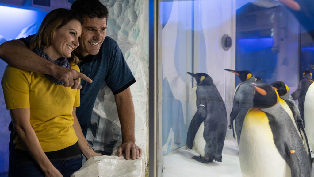 Penguin encounter at Kelly Tarlton's