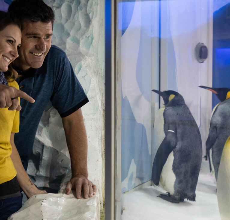 Penguin encounter at Kelly Tarlton's