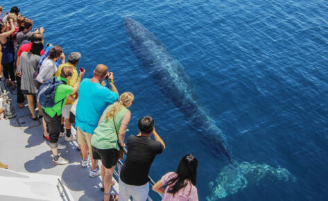 Auckland Whale and Dolphin Safari