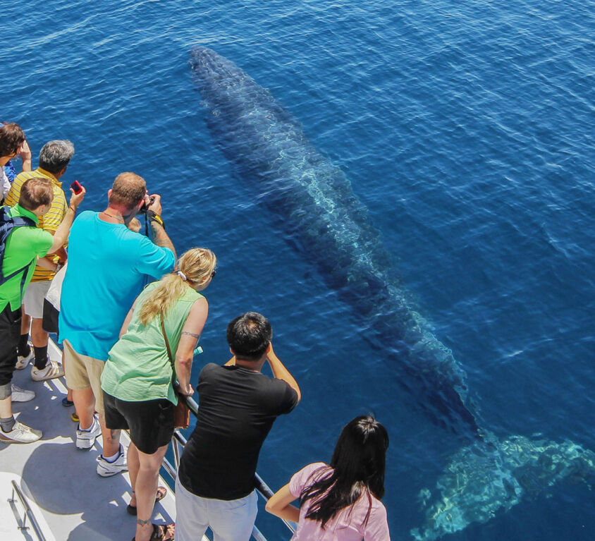 Auckland Whale and Dolphin Safari