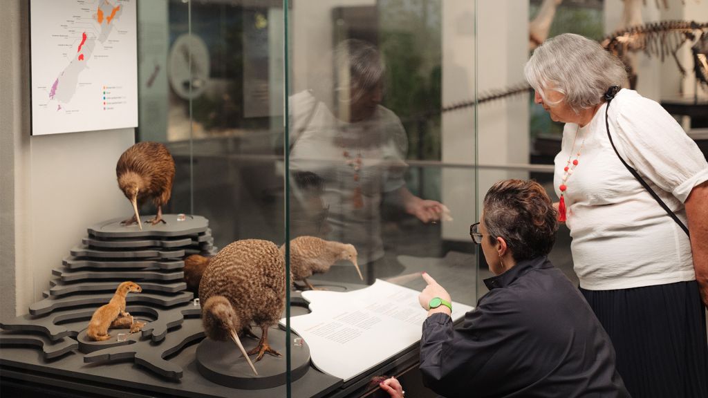 Tour guide pointing at the display kiwi to a visitor